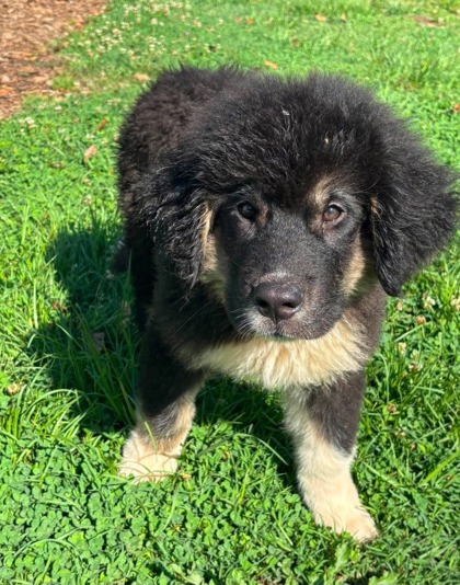 Shelter Stray Male Dog last seen Pickens County, SC 29671, Pickens, SC 29671
