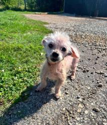 Shelter Stray Female Dog last seen Near SHELBY DR PICKENS, SC 29671, PICKENS COUNTY, SC, Pickens, SC 29671