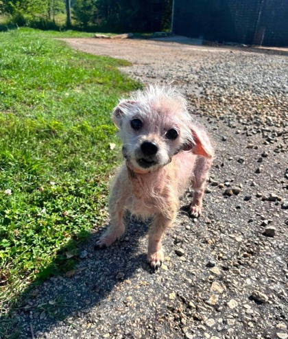 Shelter Stray Female Dog last seen Near SHELBY DR PICKENS, SC 29671, PICKENS COUNTY, SC, Pickens, SC 29671