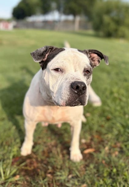 Shelter Stray Female Dog last seen Near ROLLING HILL RD LIBERTY, SC 29657, PICKENS COUNTY, SC, Pickens, SC 29671