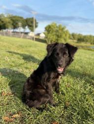 Shelter Stray Male Dog last seen Near RED OAK CT EASLEY, SC 29640, PICKENS COUNTY, SC, Pickens, SC 29671