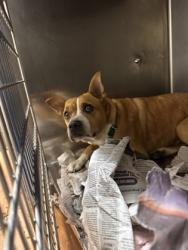 Shelter Stray Female Dog last seen E INTERSTATE 12 HWY/ ONEAL LN, 70816, LA, Baton Rouge, LA 70820