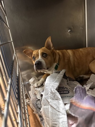 Shelter Stray Female Dog last seen E INTERSTATE 12 HWY/ ONEAL LN, 70816, LA, Baton Rouge, LA 70820