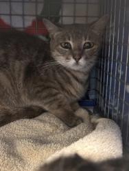Shelter Stray Female Cat last seen Near Omega ct, 70714, LA, Baton Rouge, LA 70820
