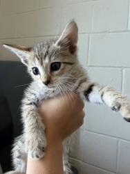 Shelter Stray Male Cat last seen Near Scenic Hwy, 70807, LA, Baton Rouge, LA 70820