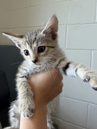 Shelter Stray Male Cat last seen Near Scenic Hwy, 70807, LA, Baton Rouge, LA 70820