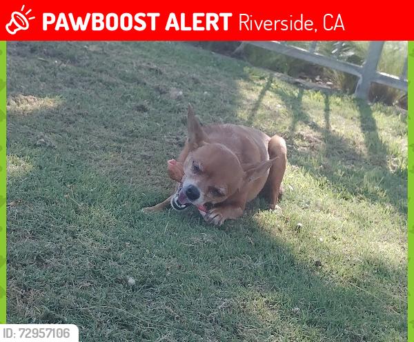 Lost Female Dog last seen University and chicago, Riverside, CA 92507