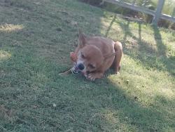 Lost Female Dog last seen University and chicago, Riverside, CA 92507