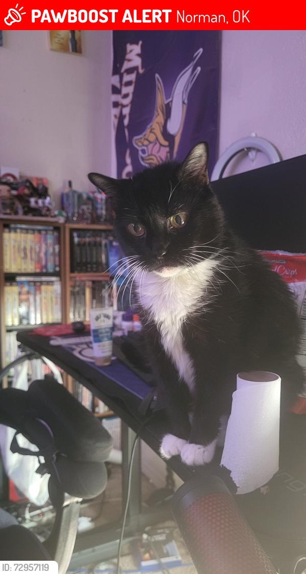 Lost Female Cat last seen 24th and Lindsey SE, Norman, OK 73071