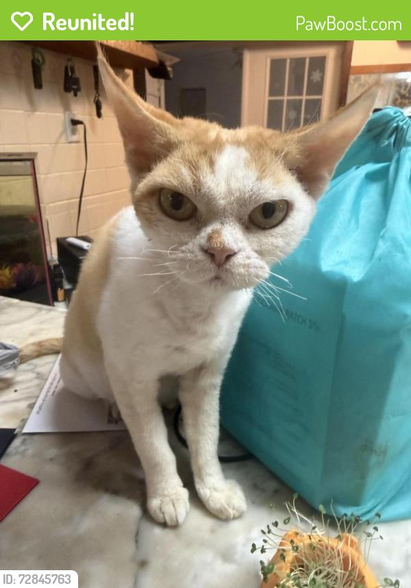 Reunited Female Cat last seen Last seen on Hickman Ave in Brooksville. Close roads are Evaline and Malvern, Brooksville, FL 34601