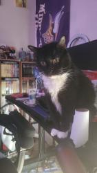 Lost Female Cat last seen 24th and Lindsey SE, Norman, OK 73071