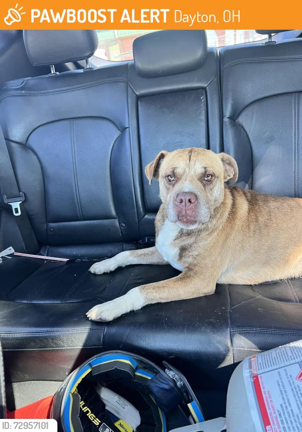 Found/Stray Unknown Dog last seen W Siebenthaler Ave & catalpa, Dayton, OH 45405