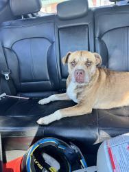 Found/Stray Unknown Dog last seen W Siebenthaler Ave & catalpa, Dayton, OH 45405