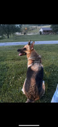 Reunited Male Dog last seen Near trace creek road and fudges creek road, Salt Rock, WV 25559