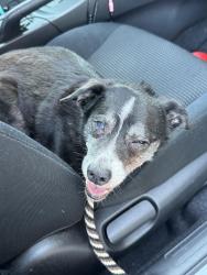 Found/Stray Male Dog last seen Kingshighway and Fyler, St. Louis, MO 63110