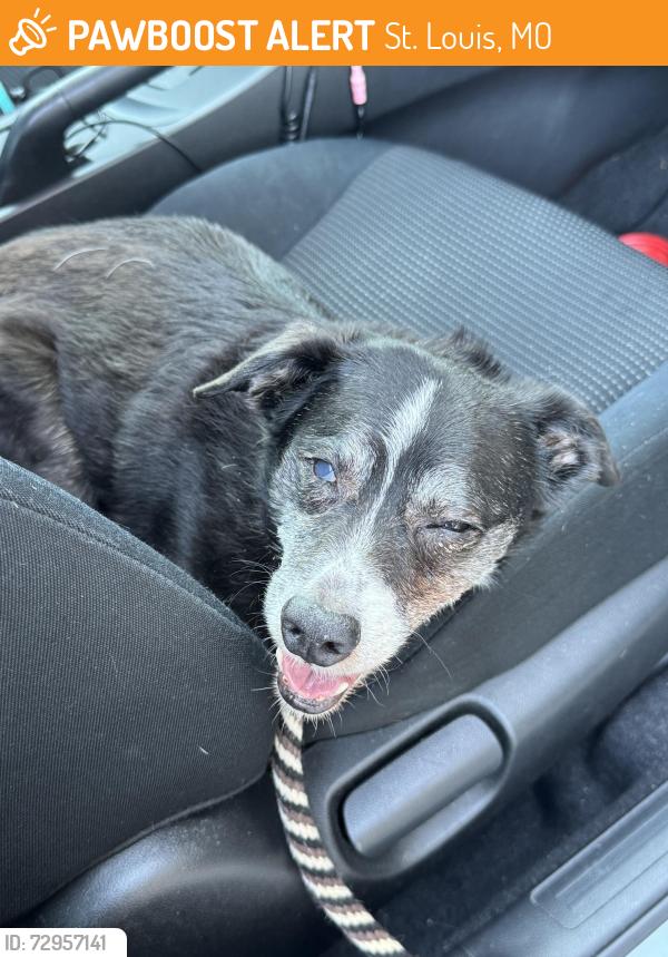 Found/Stray Male Dog last seen Kingshighway and Fyler, St. Louis, MO 63110