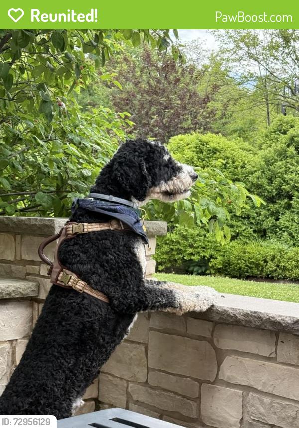 Reunited Male Dog last seen Last seen In the corn fields near Will Cook and 169th, Homer Glen, IL 60491