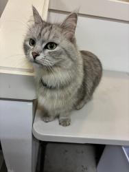 Reunited Unknown Cat last seen 13th st and 92nd Ave , Clyde Hill, WA 98004