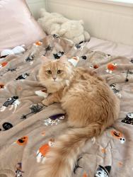 Reunited Male Cat last seen Park, Nocatee, FL 32081