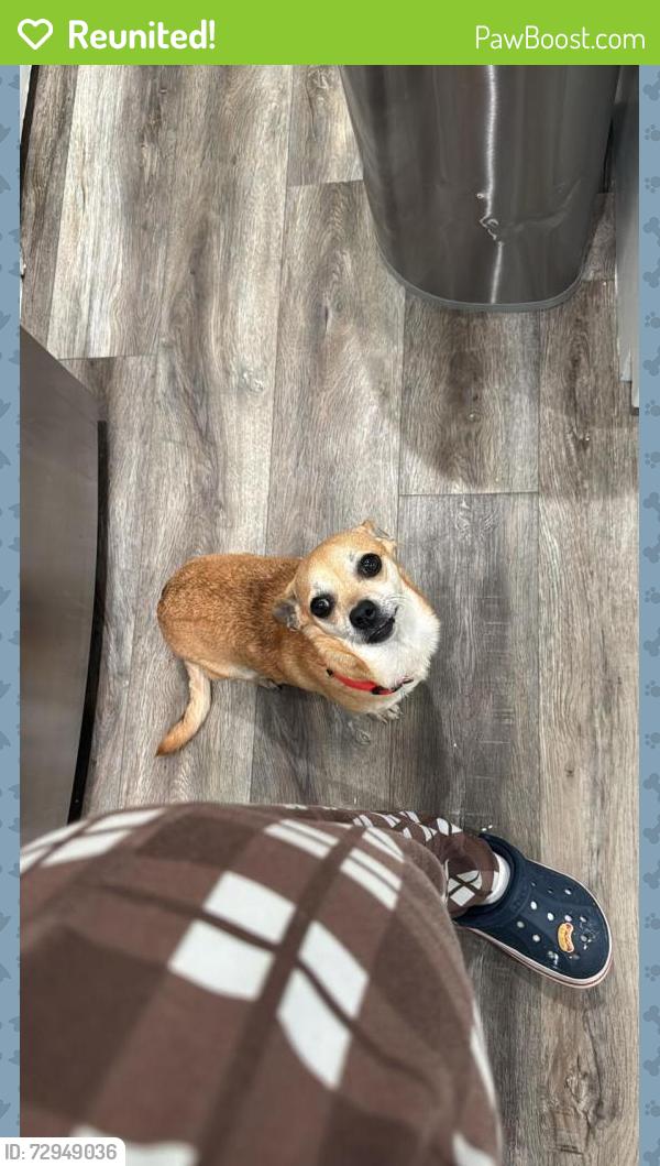 Reunited Male Dog last seen Near , Jacksonville, FL 32211