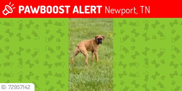 Lost Female Dog last seen old Sevierville Hwy, Newport, TN 37821