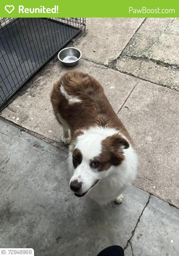 Reunited Female Dog last seen Palo Alto area, San Antonio, TX 78211
