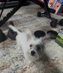Found/Stray Female Dog last seen McAllister and Jordana , Riverside, CA 92503