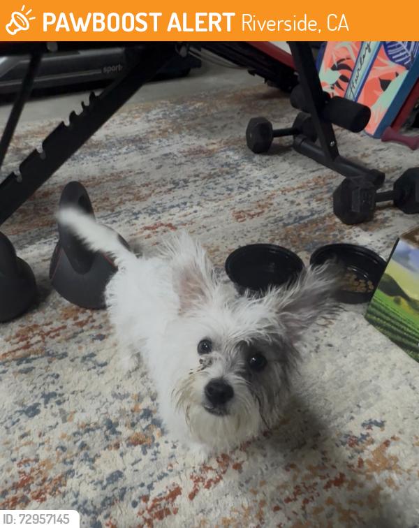 Found/Stray Female Dog last seen McAllister and Jordana , Riverside, CA 92503