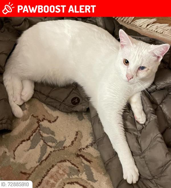 Lost Male Cat last seen Coley Farm Rd. And Utility Rd. in Rocky Face, GA, Whitfield County, GA 30740