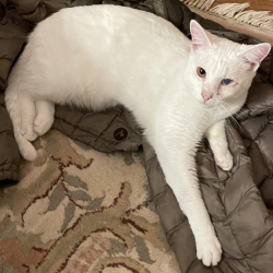 Lost Male Cat last seen Coley Farm Rd. And Utility Rd. in Rocky Face, GA, Whitfield County, GA 30740