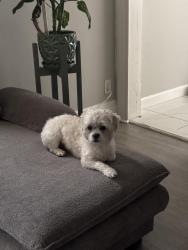 Lost Male Dog last seen Near Warwick St, Newark, NJ 07105 (Ironbound area), Newark, NJ 07105