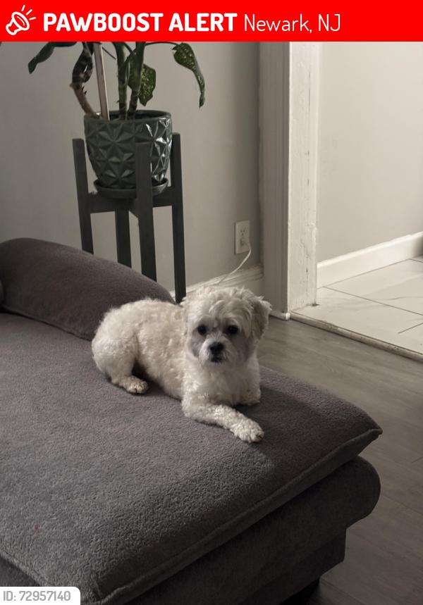 Lost Male Dog last seen Near Warwick St, Newark, NJ 07105 (Ironbound area), Newark, NJ 07105