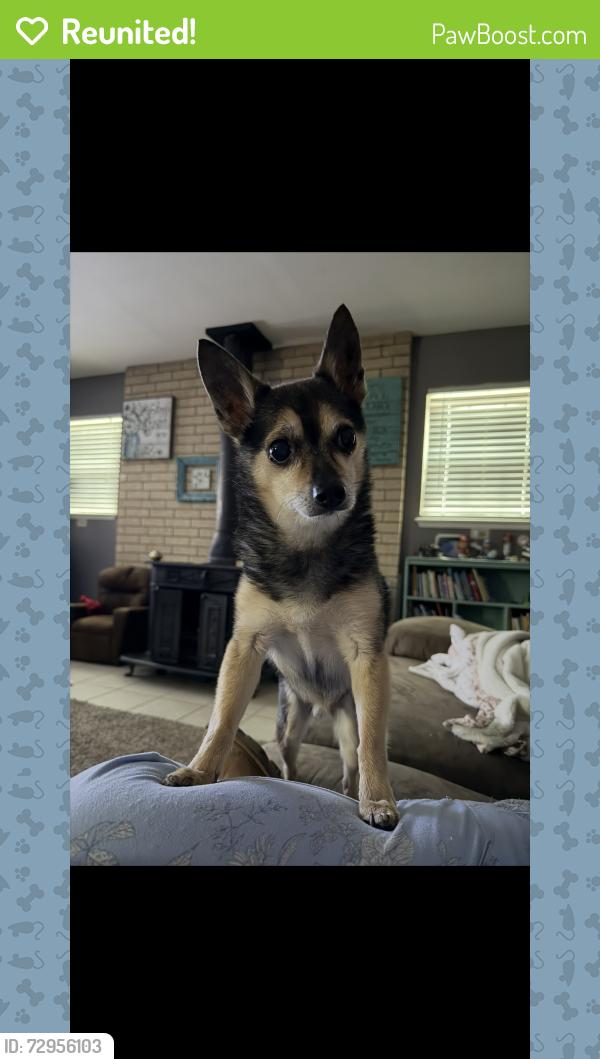 Reunited Male Dog last seen Kingsbury Dr, Wichita Falls, TX 76309, USA, Wichita Falls, TX 76309