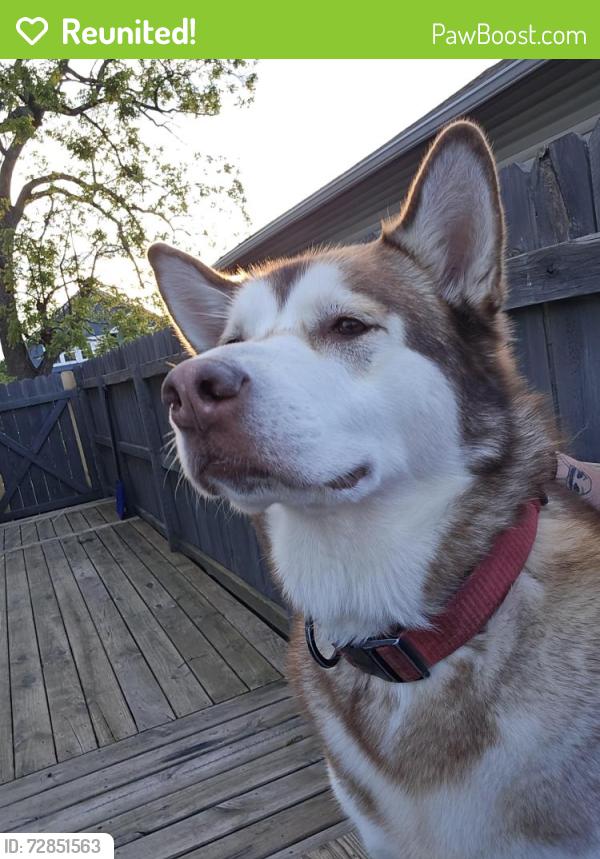 Reunited Female Dog last seen N State Ave & New York st, Indianapolis, IN 46201