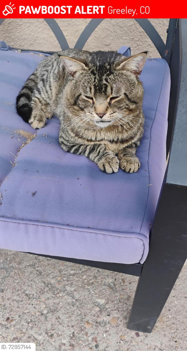 Lost Male Cat last seen 16th st and 6th ave, Greeley, CO 80631