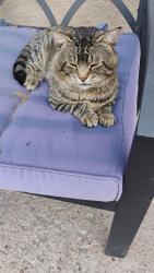 Lost Male Cat last seen 16th st and 6th ave, Greeley, CO 80631