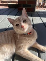 Lost Male Cat last seen Timber Dr and Robin Hood, Raleigh, NC 27604