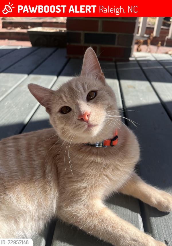Lost Male Cat last seen Timber Dr and Robin Hood, Raleigh, NC 27604