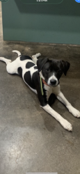 Lost Female Dog last seen Magnolia Alabama area, Arlington, AL 36722