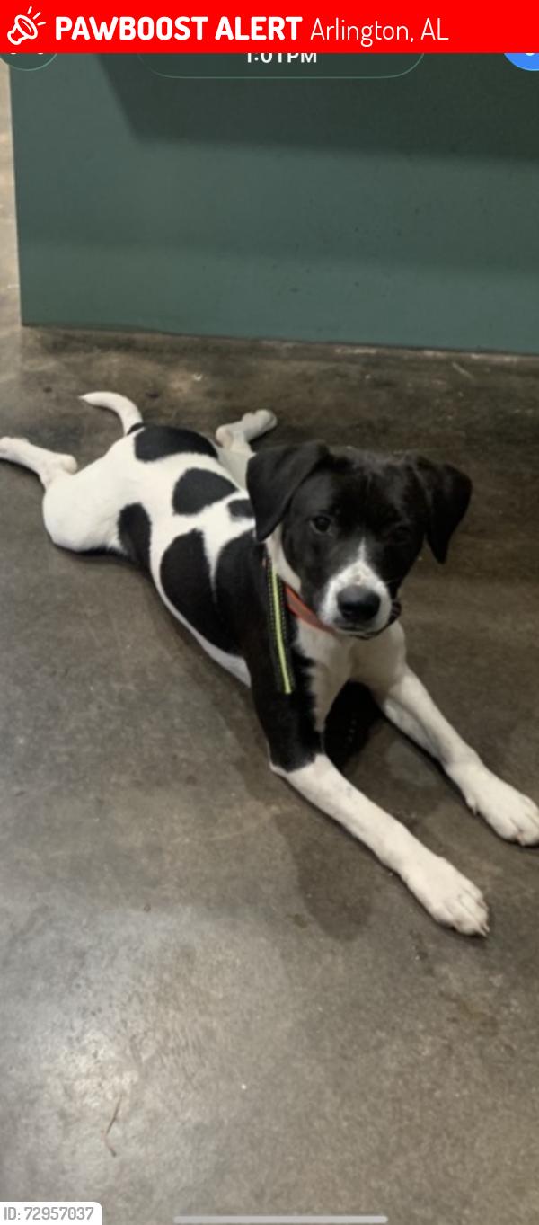 Lost Female Dog last seen Magnolia Alabama area, Arlington, AL 36722