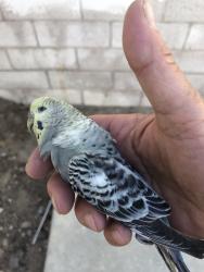 Found/Stray Female Bird last seen East Charleston blvd, Sunrise Manor, NV 89110