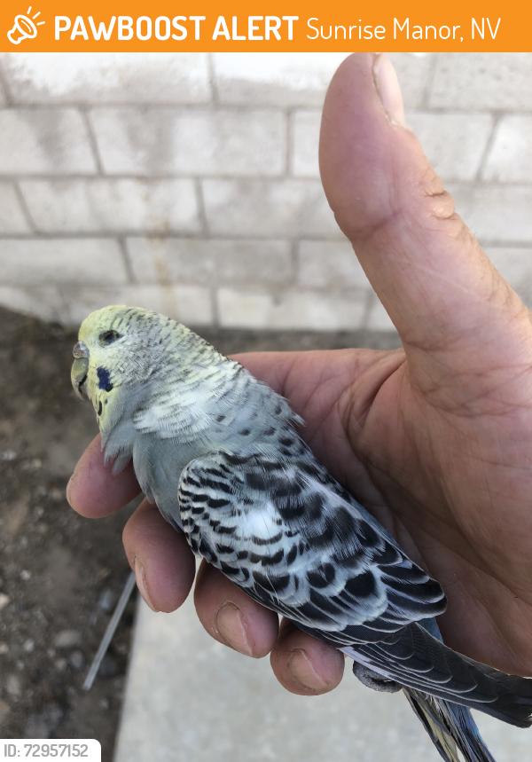Found/Stray Female Bird last seen East Charleston blvd, Sunrise Manor, NV 89110