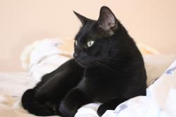 Shelter Stray Female Cat last seen BRONX, NY, 10455, New York, NY 10029