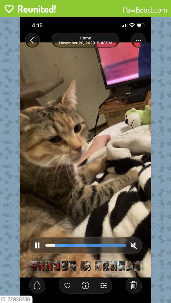 Reunited Female Cat last seen Near plaza st nw Salem, or, Salem, OR 97304