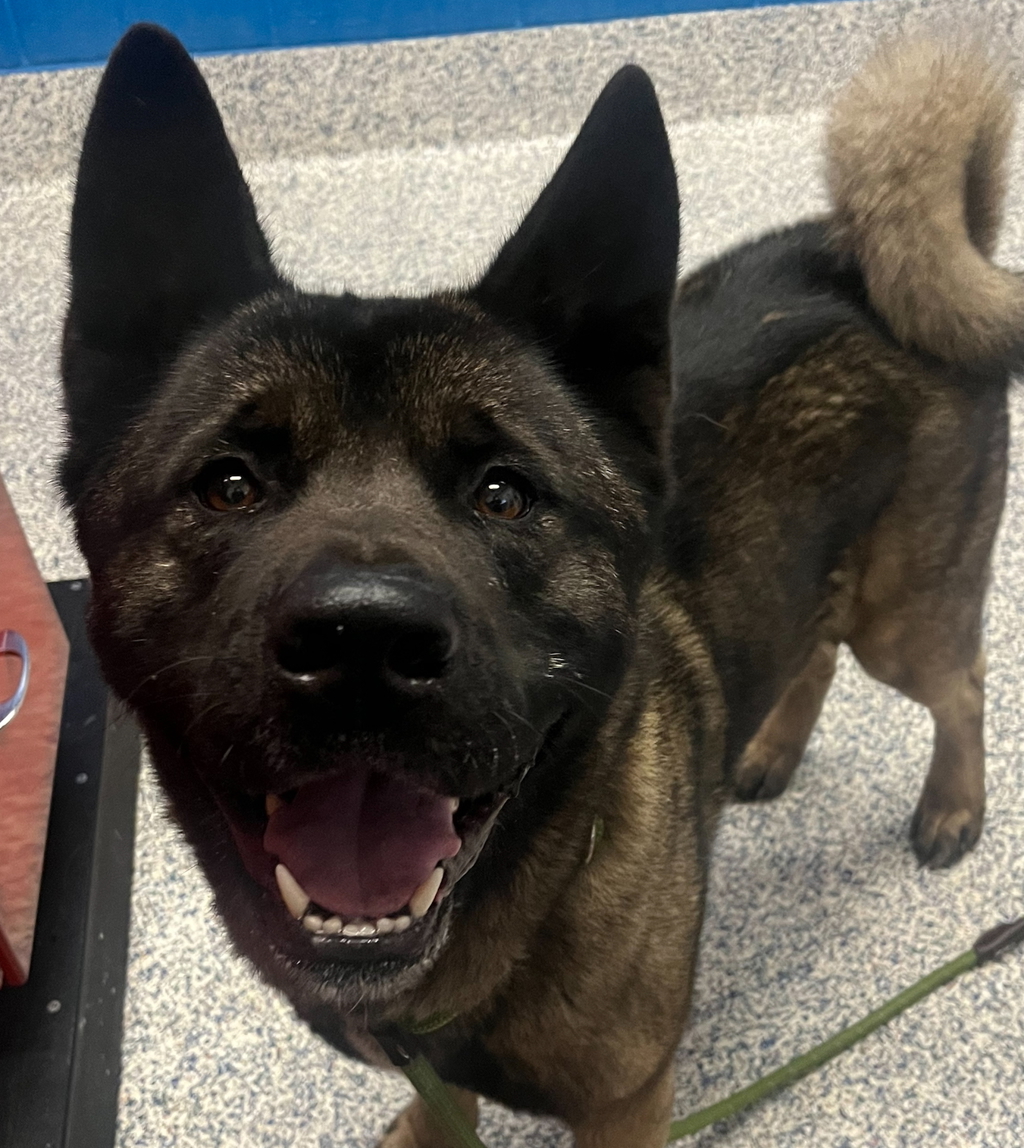 Shelter Stray Male Dog last seen 28th Gray Street, Wheat Ridge, CO, 80214, Golden, CO 80401