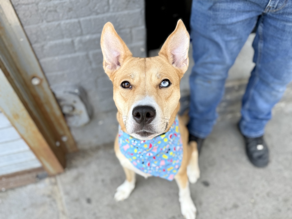 Shelter Stray Female Dog last seen Metcalf Avenue, BRONX, NY, 10473, New York, NY 10029