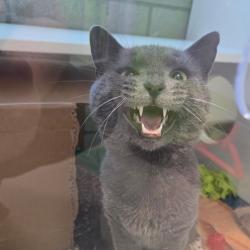 Shelter Stray Male Cat last seen Near E Philip Street, DES MOINES, IA, 50315, Des Moines, IA 50313