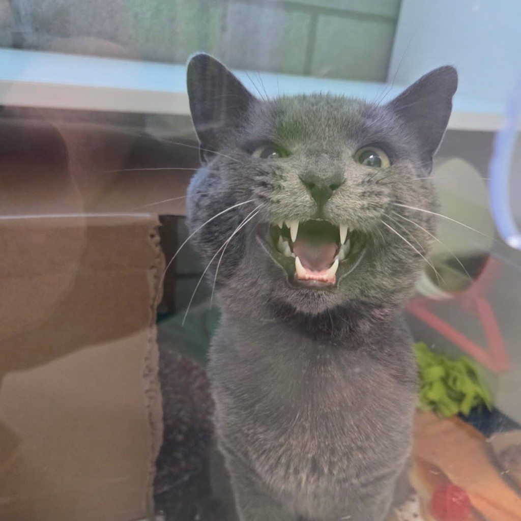 Shelter Stray Male Cat last seen Near E Philip Street, DES MOINES, IA, 50315, Des Moines, IA 50313