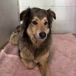 Shelter Stray Female Dog last seen Near NE 46th Avenue, DES MOINES (Polk County), IA, 50313, Des Moines, IA 50313