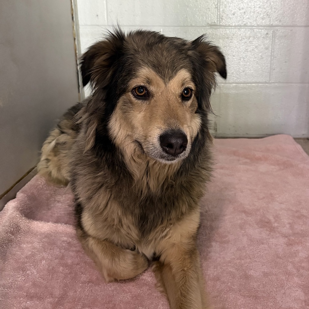 Shelter Stray Female Dog last seen Near NE 46th Avenue, DES MOINES (Polk County), IA, 50313, Des Moines, IA 50313
